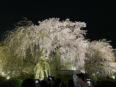 八坂神社裏の円山公園