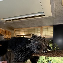 ビントロング　ジャコウ猫科