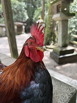 石上神宮の鶏　神様の使い